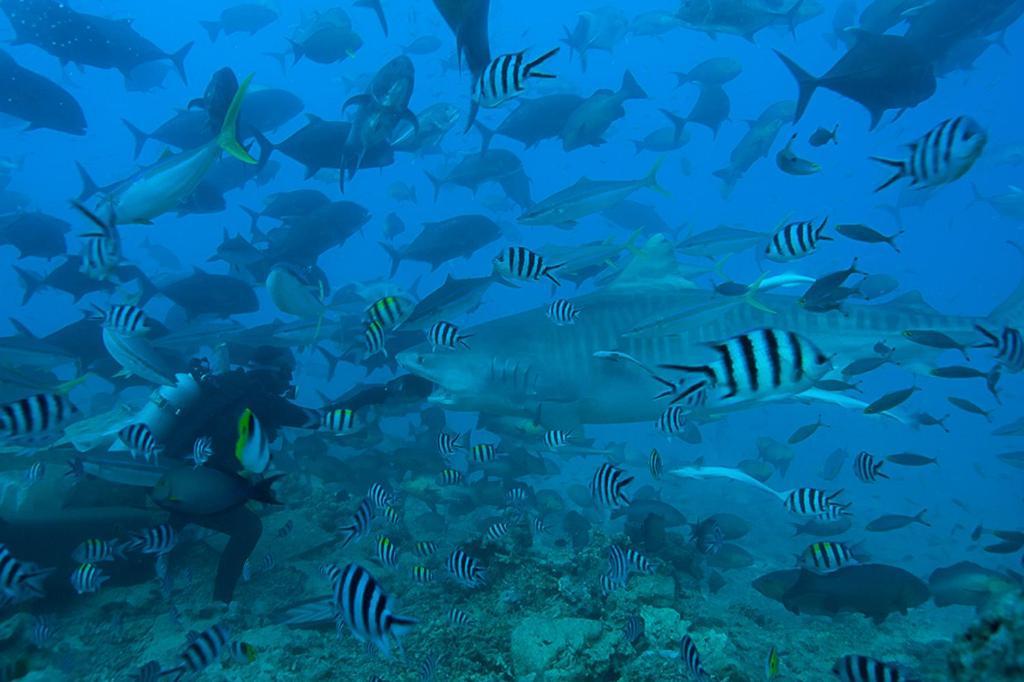 Beqa Lagoon Resort Raviravi Экстерьер фото